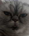 glowmoonshorty Altpins Profile Picture