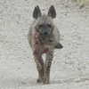maori_cohen Altpins Profile Picture