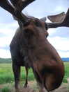 milkibunshehe Altpins Profile Picture