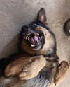 jadelaverne Altpins Profile Picture