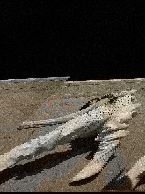 zommmbri zommmbri archive image