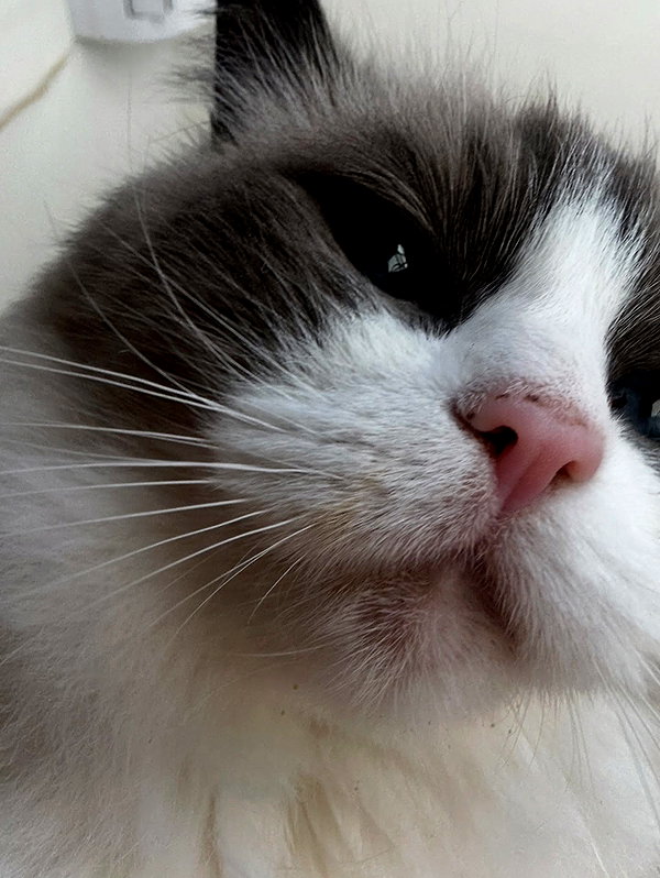 simp_for_cats_ instagram image archive image