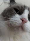 simp_for_cats_ Altpins Profile Picture