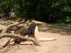 milena_milachich Altpins Profile Picture