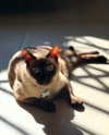 mishell.lindaflor Altpins Profile Picture