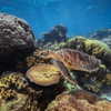 maori_cohen Altpins Profile Picture