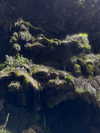 gissell_eli Altpins Profile Picture