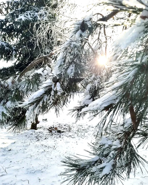 Archived image from @ssarnvd on Instagram