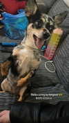 jahia_brown Altpins Profile Picture