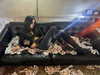 khaikatana Altpins Profile Picture