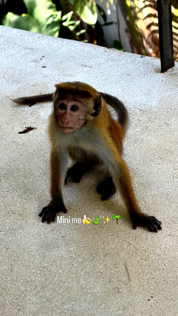 maayan.shaibi instagram image archive image