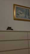 federica.piccinni Altpins Profile Picture