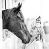 gigihadid Altpins Profile Picture