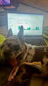 rott3nbambi Altpins Profile Picture