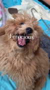 violetpau_ Altpins Profile Picture
