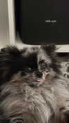 nina.kxs Altpins Profile Picture