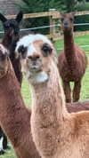 danamrts Altpins Profile Picture