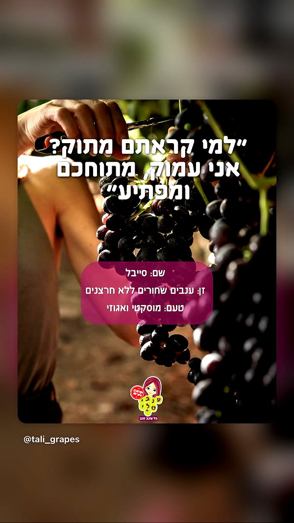 tali_grapes instagram image archive image