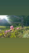 elizabethcampbelljones Altpins Profile Picture
