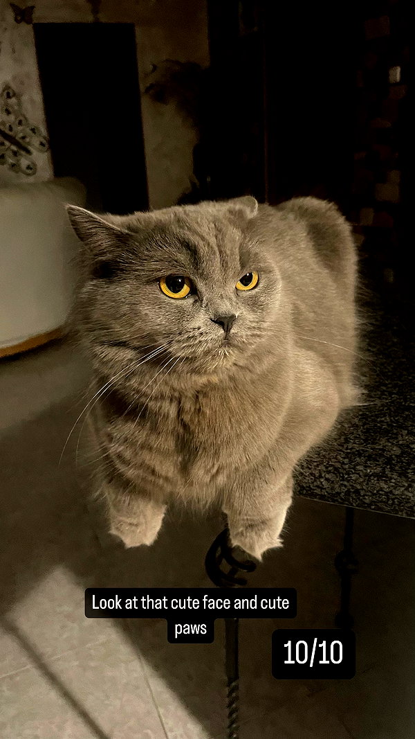 chibinekopurr instagram image archive image
