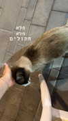 roni_ackerman Altpins Profile Picture