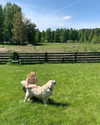katrina.zaiceva Altpins Profile Picture