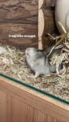 _urbaneva Altpins Profile Picture