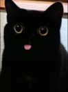 kayyybear Altpins Profile Picture