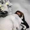 mariahcarey Altpins Profile Picture