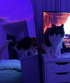rouxroux.tv Altpins Profile Picture