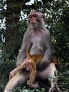 vollkova__ Altpins Profile Picture