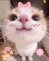 sacredxox Altpins Profile Picture