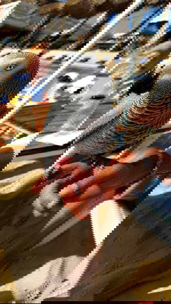 orchidmurmur orchidmurmur archive image