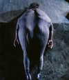 bugz4brainz Altpins Profile Picture