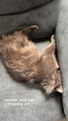 m3oww0_o Altpins Profile Picture