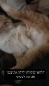 dante_yangpa Altpins Profile Picture