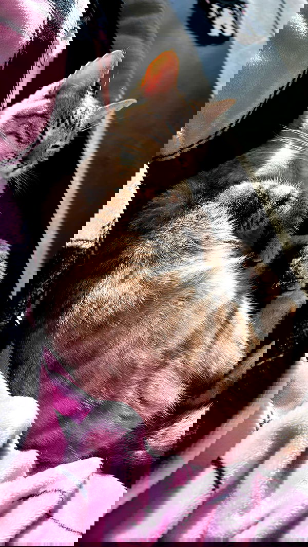 suikomuu suikomuu archive image