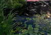 crocodile.notes Altpins Profile Picture