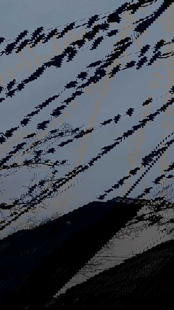 dustheadd dustheadd archive image