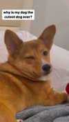 missbrisolo Altpins Profile Picture