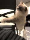 protheme Altpins Profile Picture