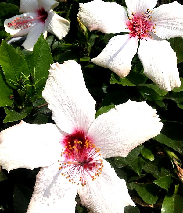 haileylayfield instagram image archive image