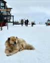 koralsarosi_ Altpins Profile Picture