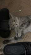 carmexan Altpins Profile Picture
