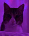 mishel_d_ Altpins Profile Picture