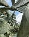 miikheeva_stasiiya Altpins Profile Picture