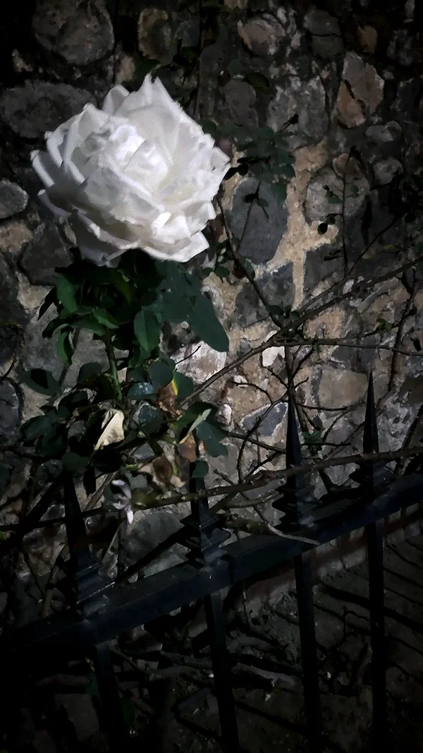 h111allyy archive image