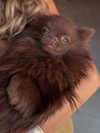 zoeliss Altpins Profile Picture