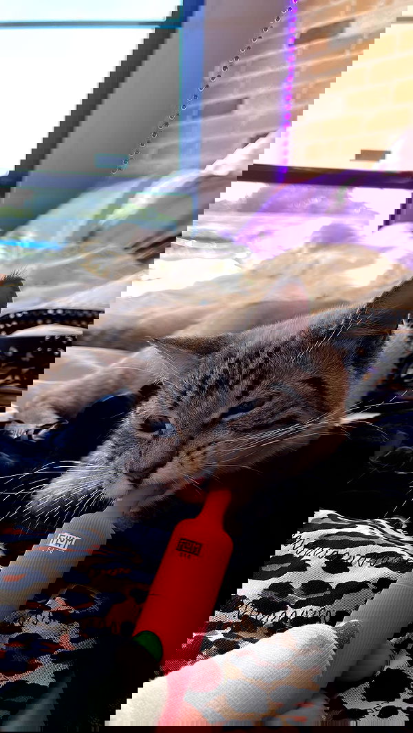 suikomuu suikomuu archive image