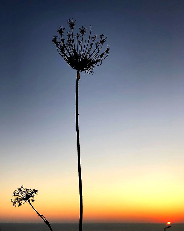 ofri.elul instagram image archive image